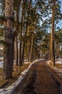 Дорога в сосновом лесу Тамбов