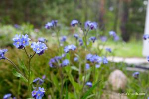 little-blue-flowers